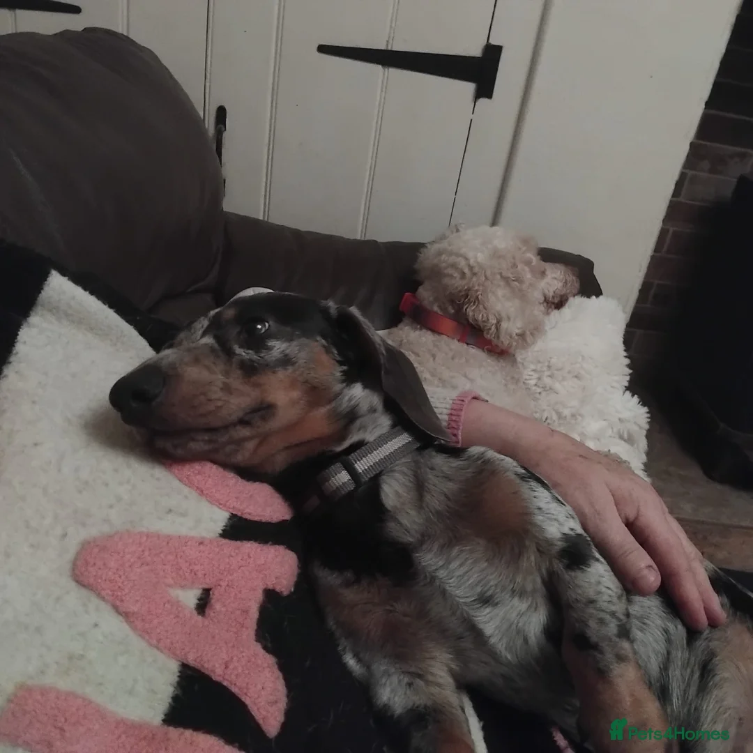 Miniature Dachshund dogs for sale: Sad sale so please no judgement. in Boston - Advert 5