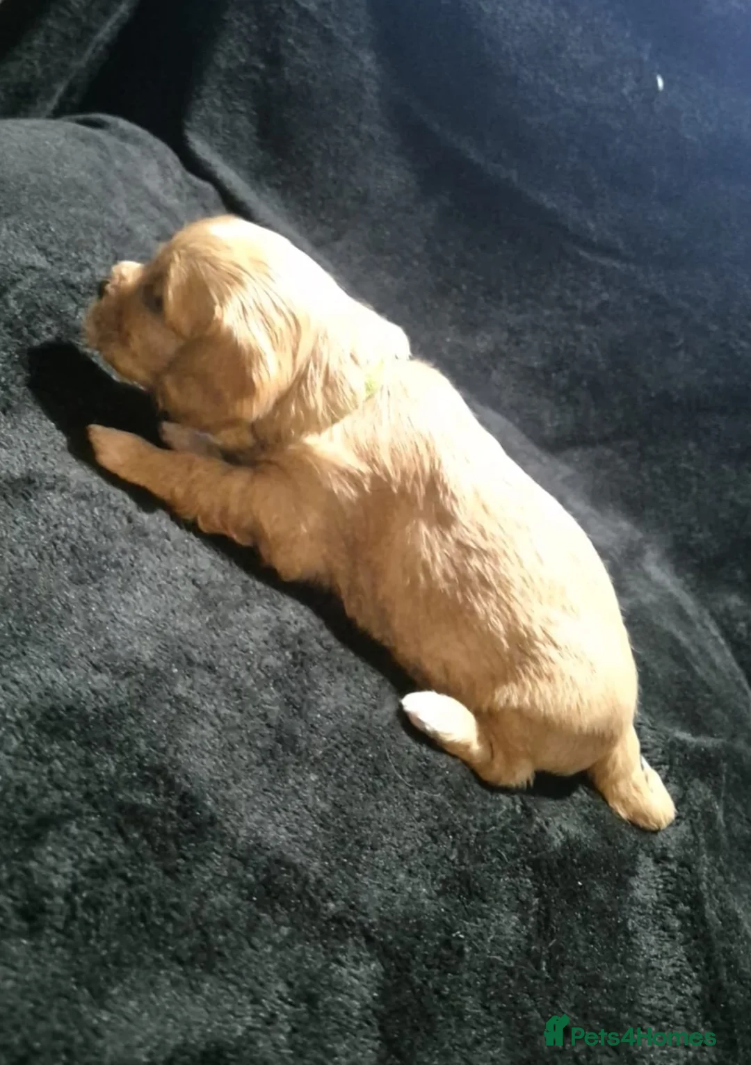 Cava Tzu dogs for sale: Cava-Tzu pups - Advert 5