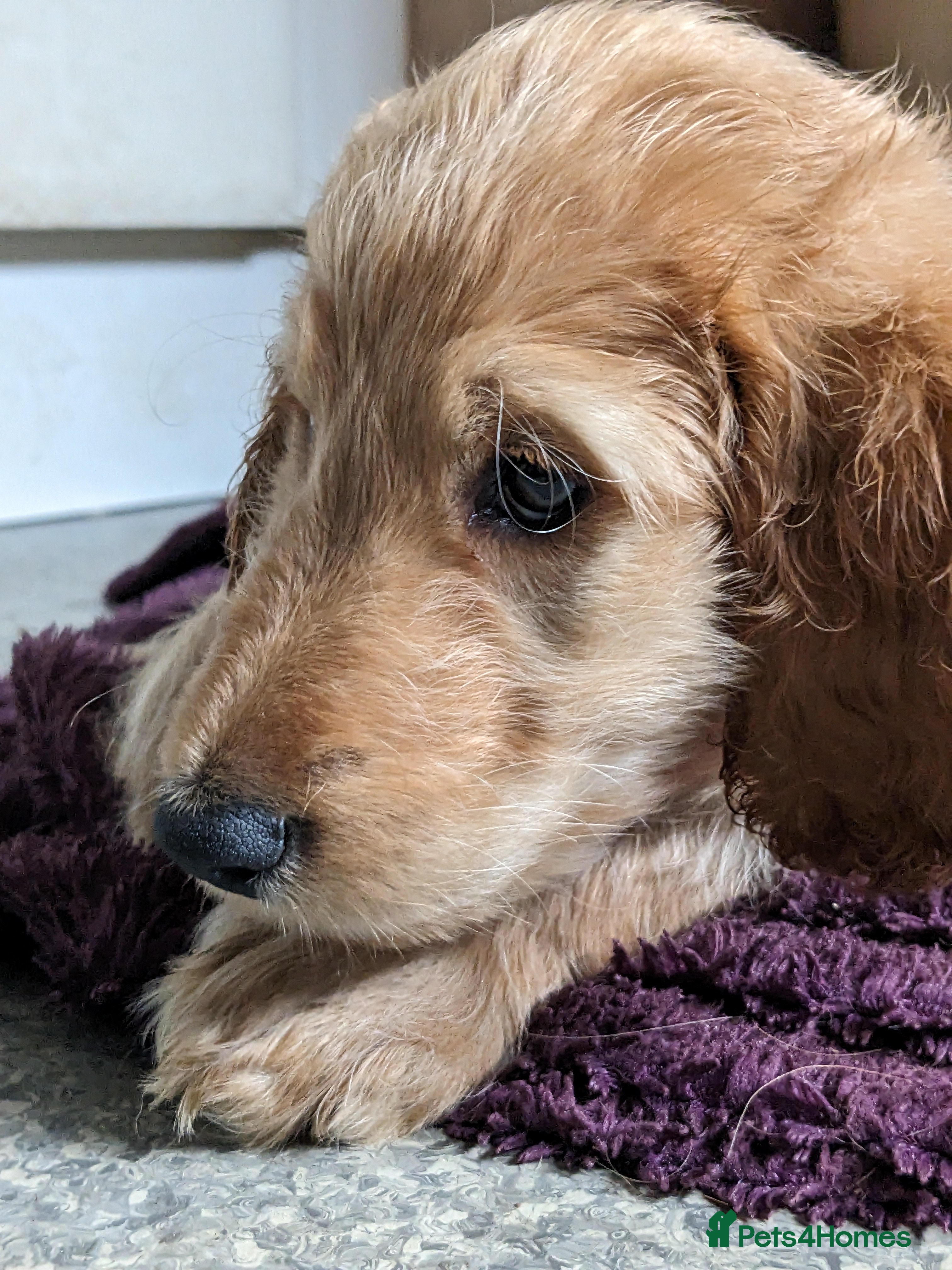 Irish Doodle dogs {{ Only 2 Irish doodles for sale ]] - Advert 2