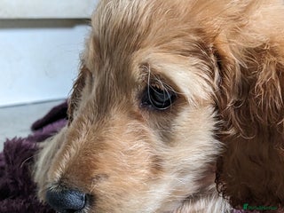 Irish Doodle dogs Beautiful Irish doodles for sale - Advert 2