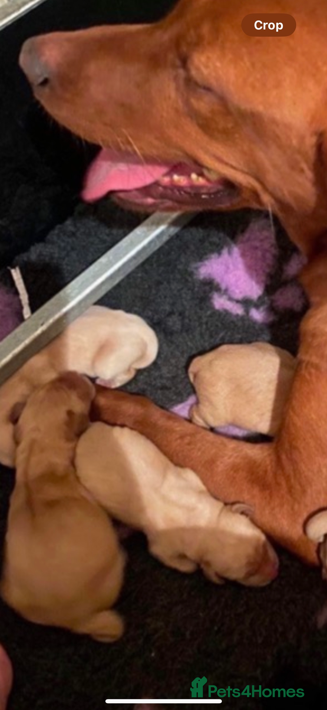 Labrador Retriever dogs for sale: Fox Red Working Type Labs  - Image 4
