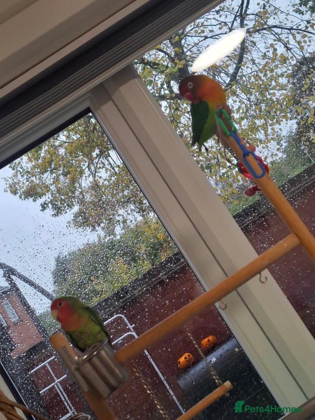 Lovebirds birds for sale: 2x bonded love birds in Nottingham - Advert 5