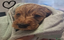 Labradoodle dogs for sale: Gorgeous miniature labradoodle puppies. - Image 9