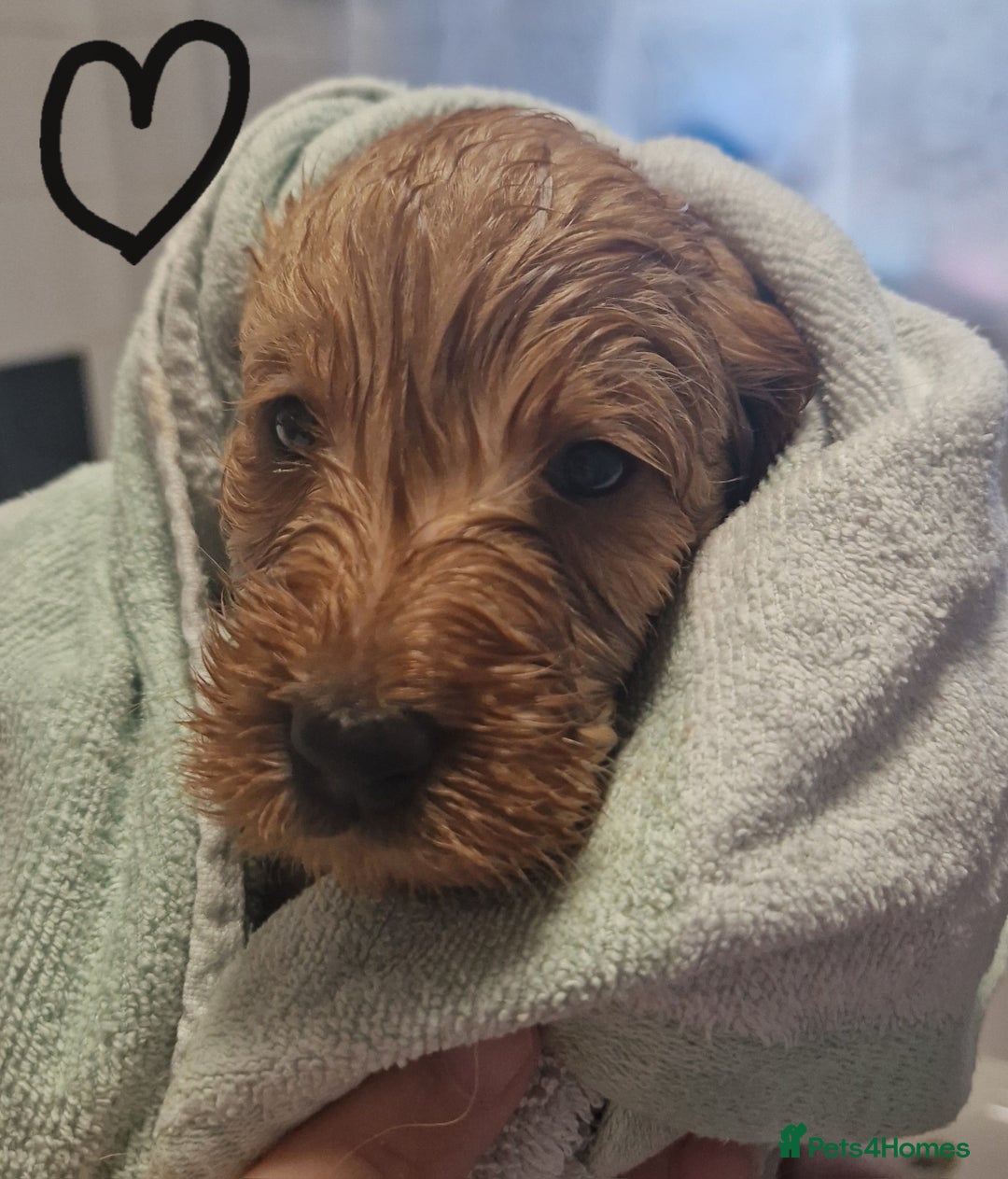 Labradoodle dogs for sale: Gorgeous miniature labradoodle puppies. - Image 9