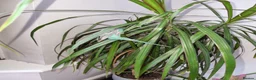 Budgerigars birds for sale: Baby budgies - Advert 5