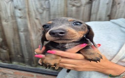 Miniature Dachshund dogs for sale: Miniature dachshund puppies  - Image 12