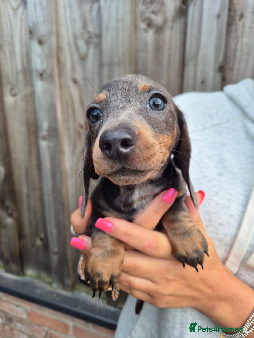 Miniature Dachshund dogs for sale: Miniature dachshund puppies  - Image 12