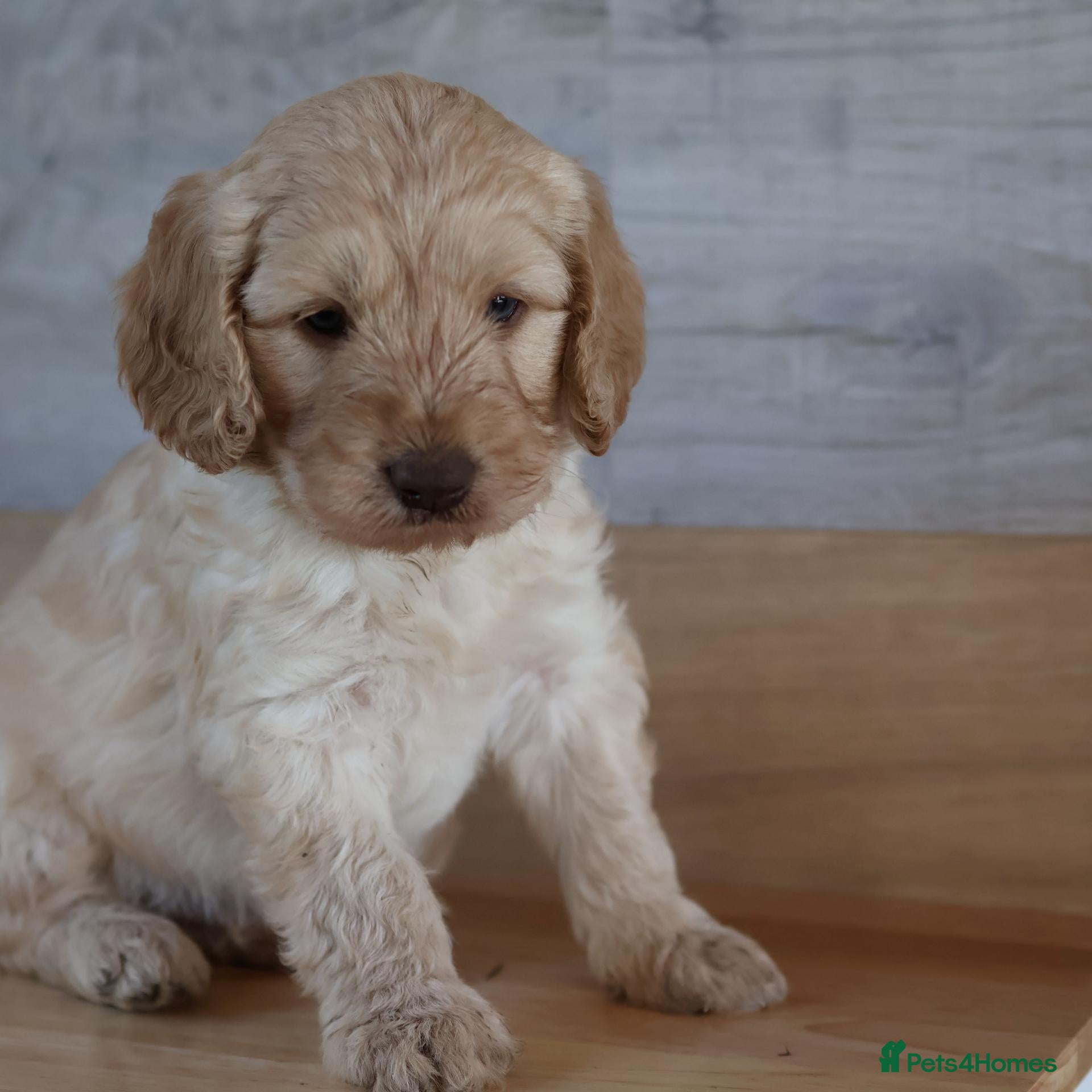Australian Labradoodle dogs 🌈 Dark Chocolate (phantom) & Cream Girls ❤️ - Advert 1