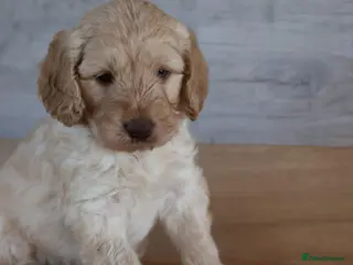 Australian Labradoodle dogs 🌈 Dark Chocolate (phantom) & Cream Girls ❤️ - Advert 1