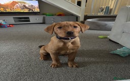 Labrador Retriever dogs for sale: Beautiful Labrador  - Image 11