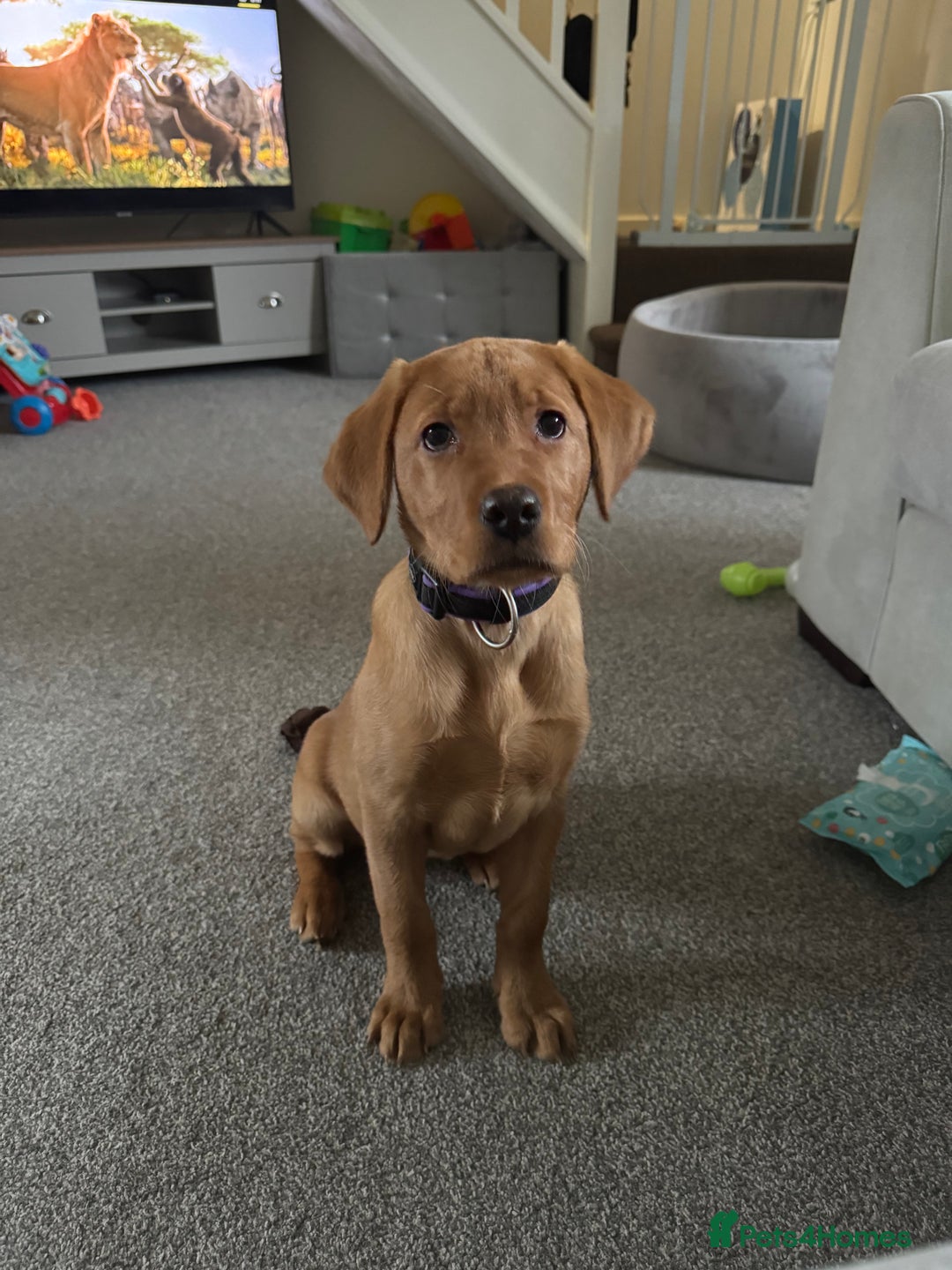 Labrador Retriever dogs for sale: Beautiful Labrador  - Image 11