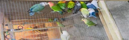 Mixed Breed birds for sale: Different types of birds *read description*  - Advert 7