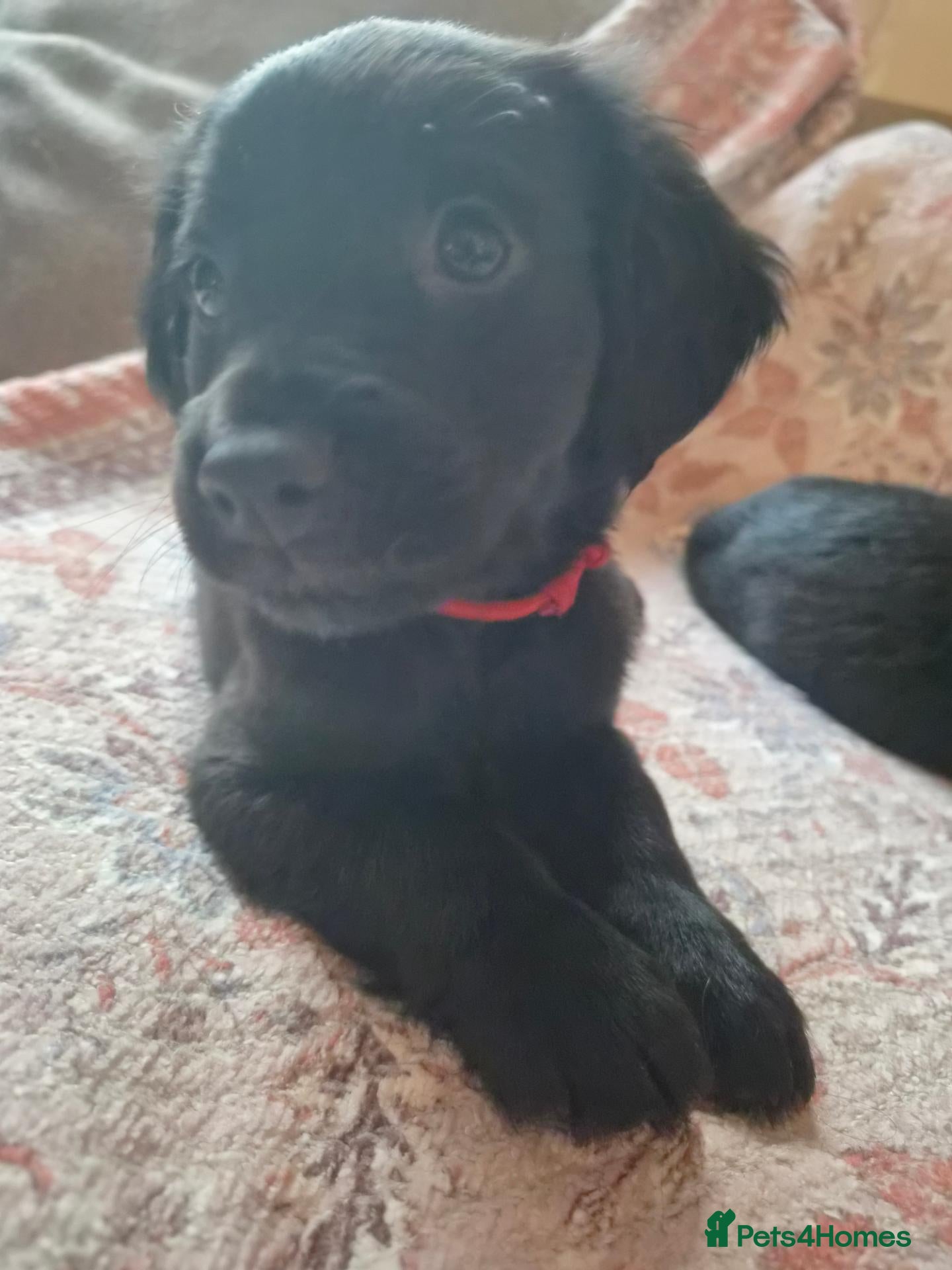 Mixed Breed dogs for sale: **READY NOW** Cocker Spaniel × Rottweiler  - Advert 14