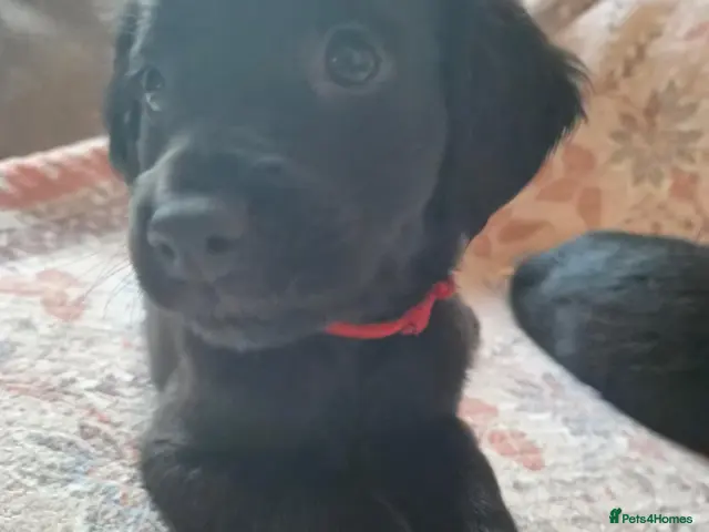 Mixed Breed dogs for sale: **READY NOW** Cocker Spaniel × Rottweiler - Advert 2