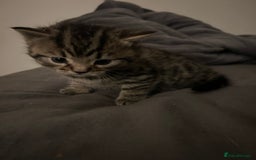 British Shorthair cats for sale: 4 Beautiful British Shorthair cross Kittens  - Image 10