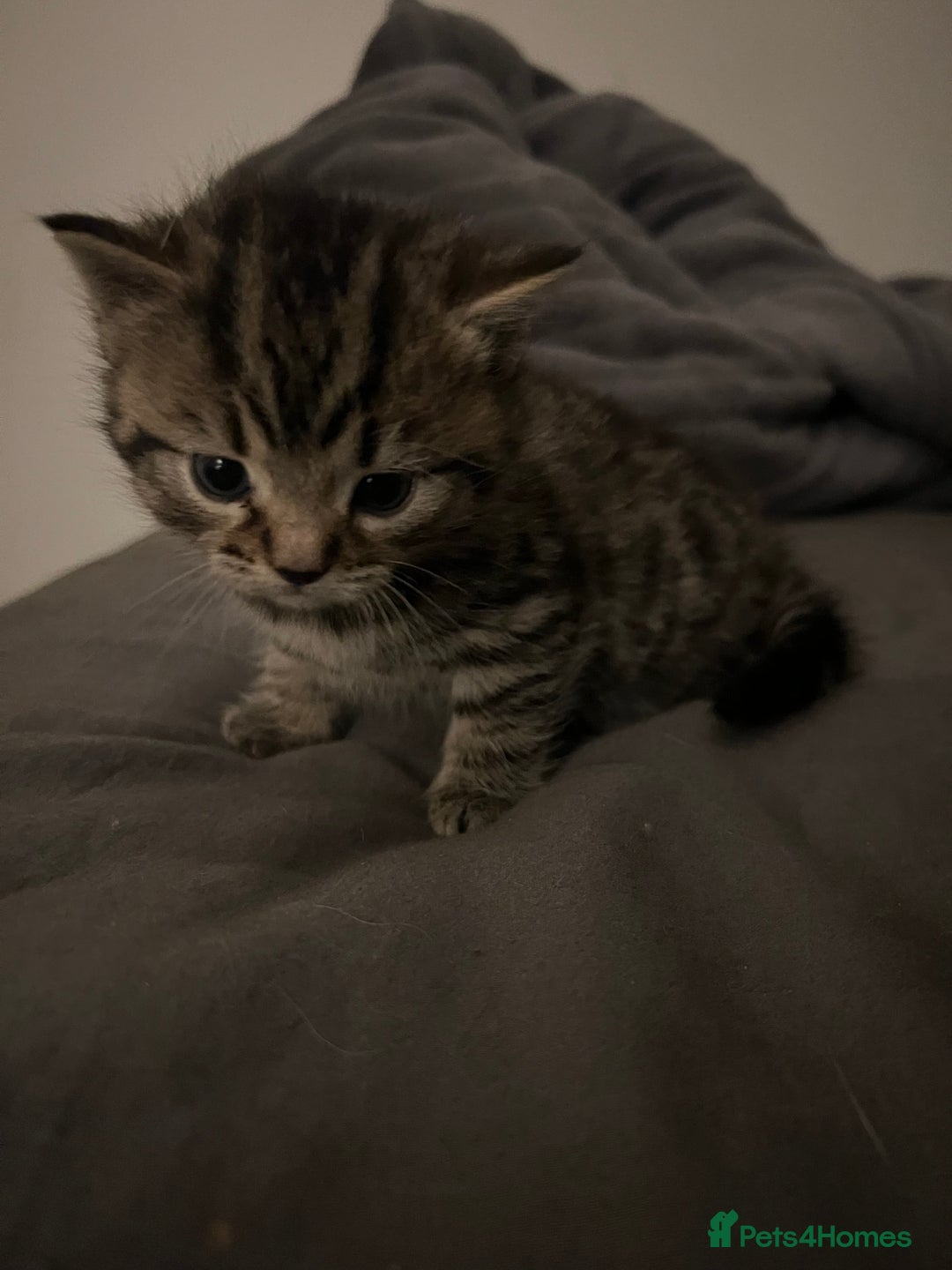 British Shorthair cats for sale: 4 Beautiful British Shorthair cross Kittens  - Image 10