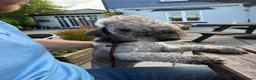 Bedlington Terrier dogs for stud: Bedlington terrier stud in Durham - Advert 2