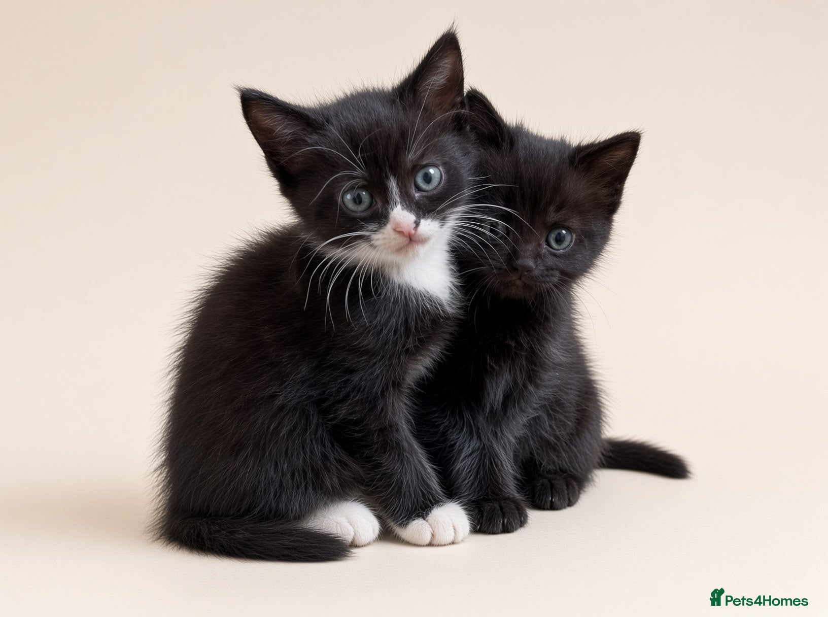 British Shorthair cats Beautiful Half British Shorthair Kittens - Advert 19
