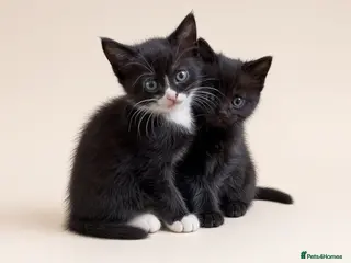 British Shorthair cats Beautiful Half British Shorthair Kittens - Advert 19