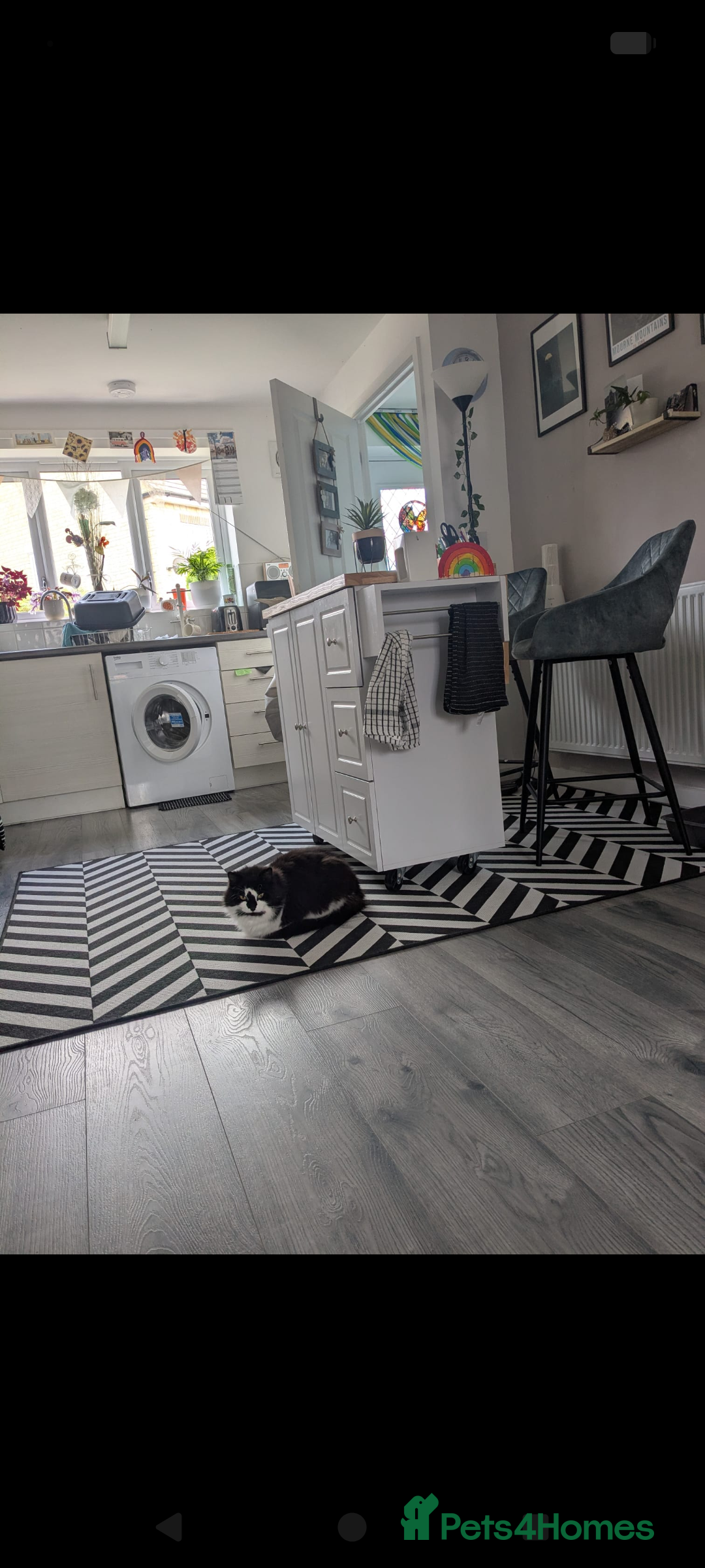 British Longhair cats for sale: Lovely Spayed 8yr old female - Advert 2