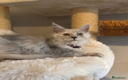 Maine Coon cats for sale: Stunning Maine Coon girls  - Image 16