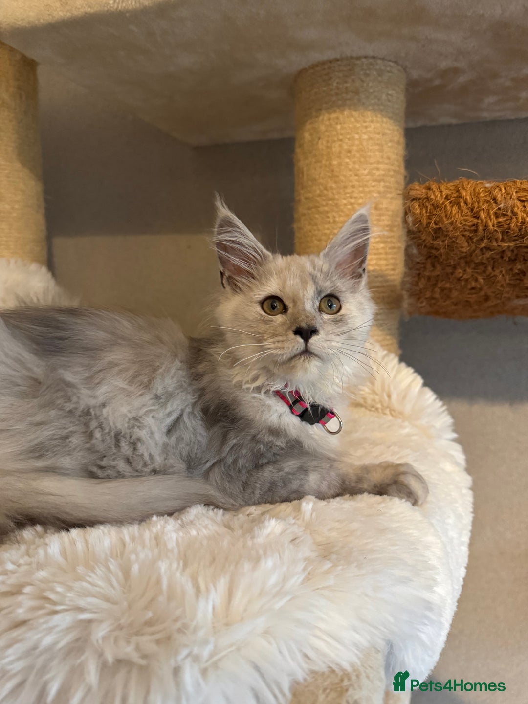 Maine Coon cats for sale: Stunning Maine Coon girls  - Image 16