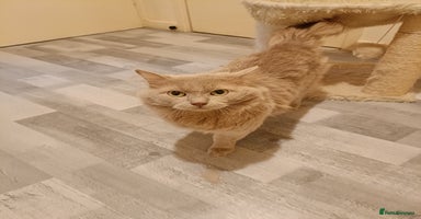 Ragdoll cats in Telford - Advert 5