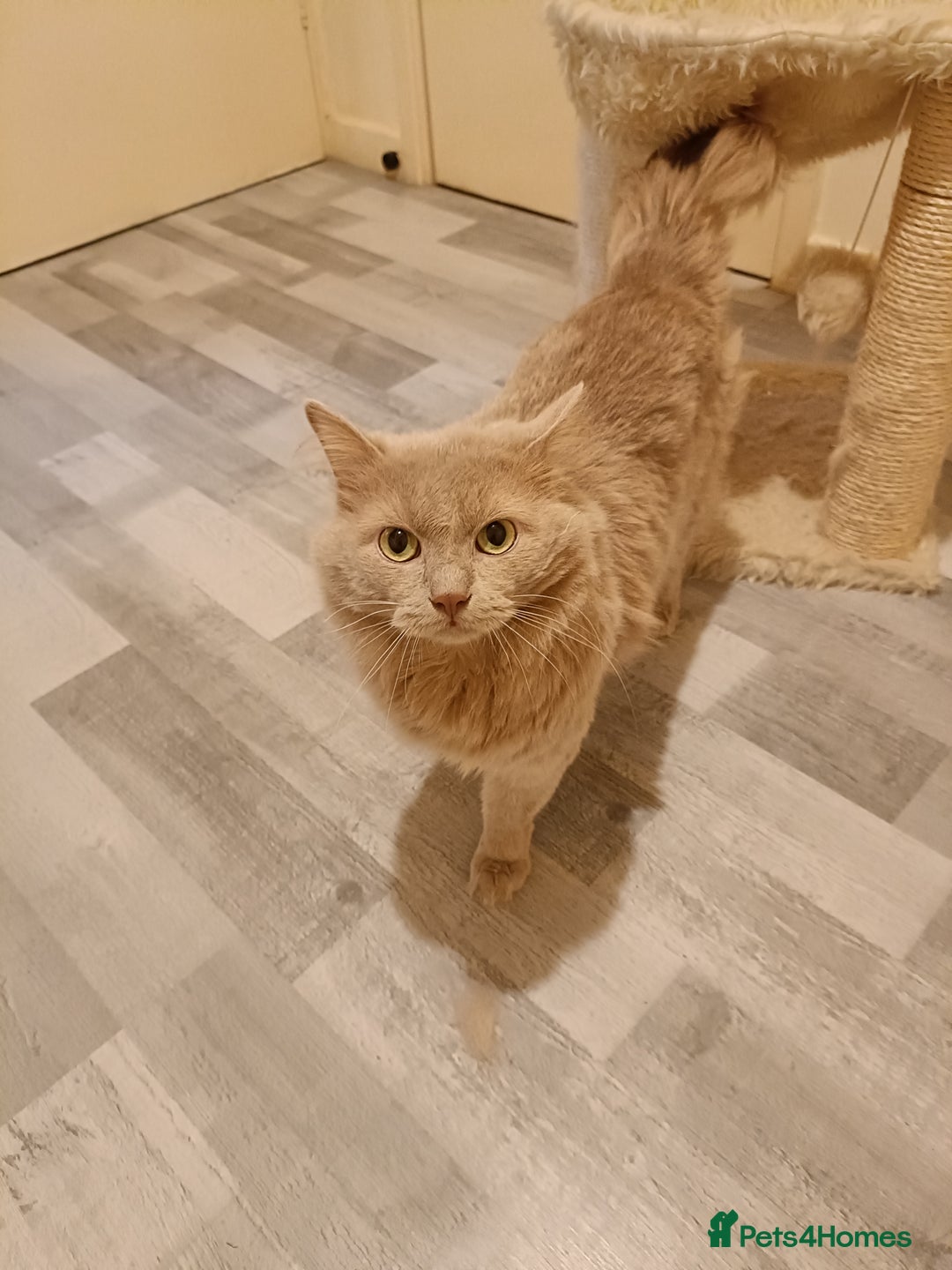 Ragdoll cats for stud: Solid Fawn Ragdoll for stud in Telford - Advert 2