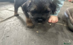 Border Terrier dogs for sale: Border Terrier Pups -Beautiful Pedigree  - Image 24