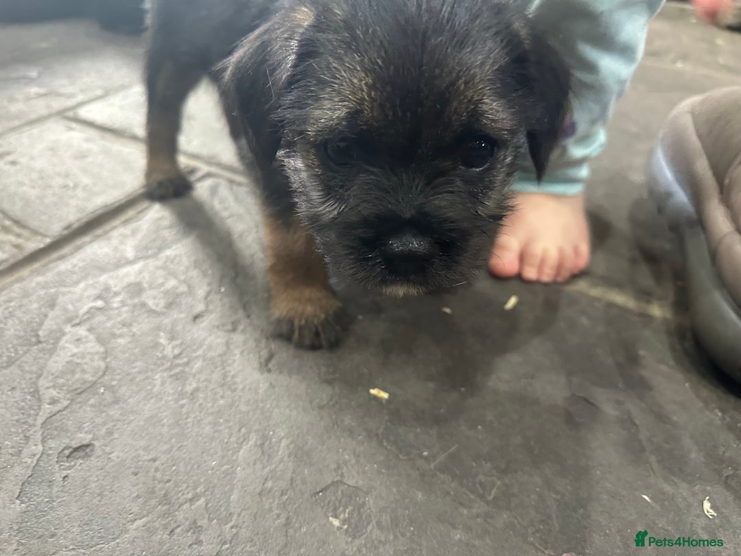 Border Terrier dogs for sale: Border Terrier Pups -Beautiful Pedigree  - Image 24