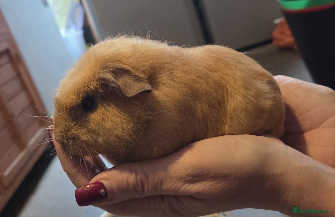 Guinea Pig rodents for sale: Baby guinea pigs - Image 7