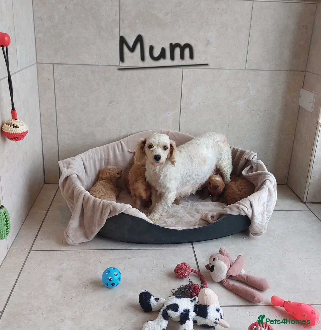 Cavachon dogs for sale: Cavapoochon puppies 🥰 - Image 17