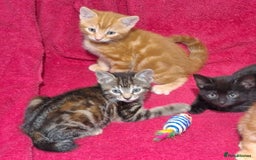Mixed Breed cats for sale: Amazing, beautiful kittens 3 boys, 2 girls - Image 8