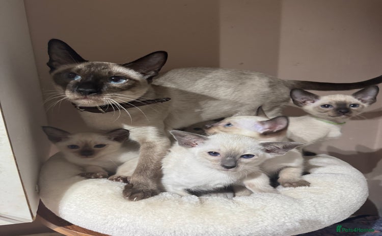 Siamese cats - Advert 1