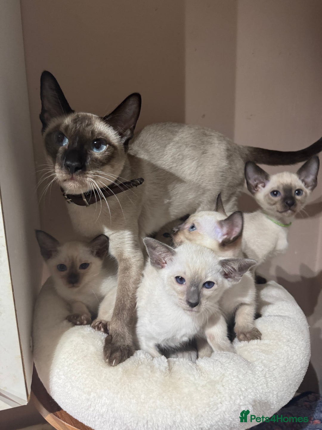 Siamese cats for sale: 5 affectionate adorable Siamese kittens ready now - Image 1