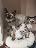Siamese cats - Advert 5