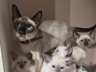 Siamese cats - Advert 1