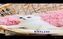 Scottish Fold cats for sale: 💞Beautiful Scottish Fold and Straight kittens🐾 - Image 20