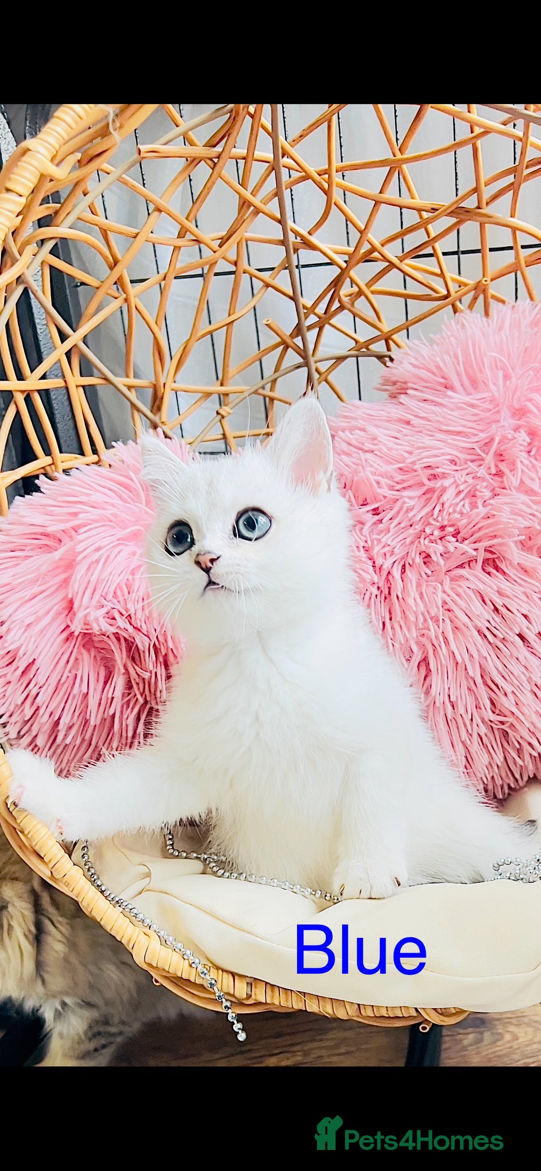 Scottish Fold cats for sale: 💞Beautiful Scottish Fold and Straight kittens🐾 - Image 20