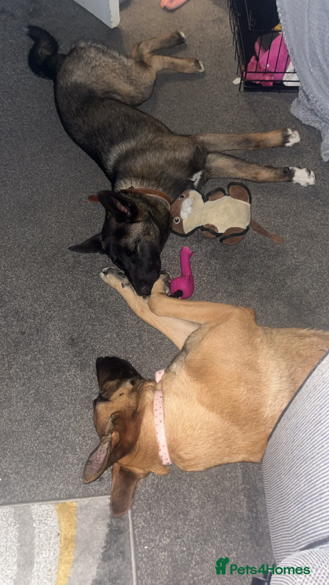 Mixed Breed dogs for sale: AkitaX malinois  in Bradford - Advert 2