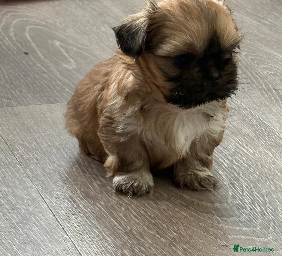 Shih Tzu dogs for sale: Pedigree imperial Shih Tzu puppies  - Advert 15