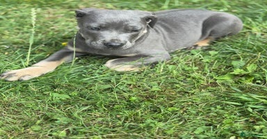 Cane Corso dogs - Advert 10