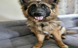 German Shepherd dogs for sale: German Sheppard  - Image 3