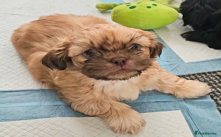 Shih Tzu dogs Standard Shih Tzu puppies - Advert 14