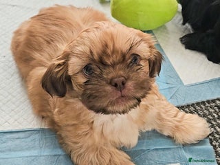 Shih Tzu dogs Standard Shih Tzu puppies - Advert 5