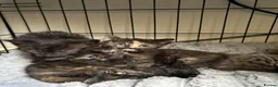 Mixed Breed cats for sale: Winnie and Dixie - Advert 2