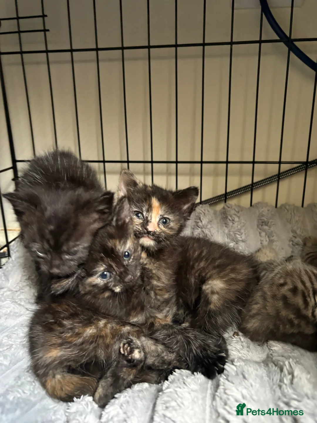 Mixed Breed cats for sale: Winnie and Dixie - Advert 2
