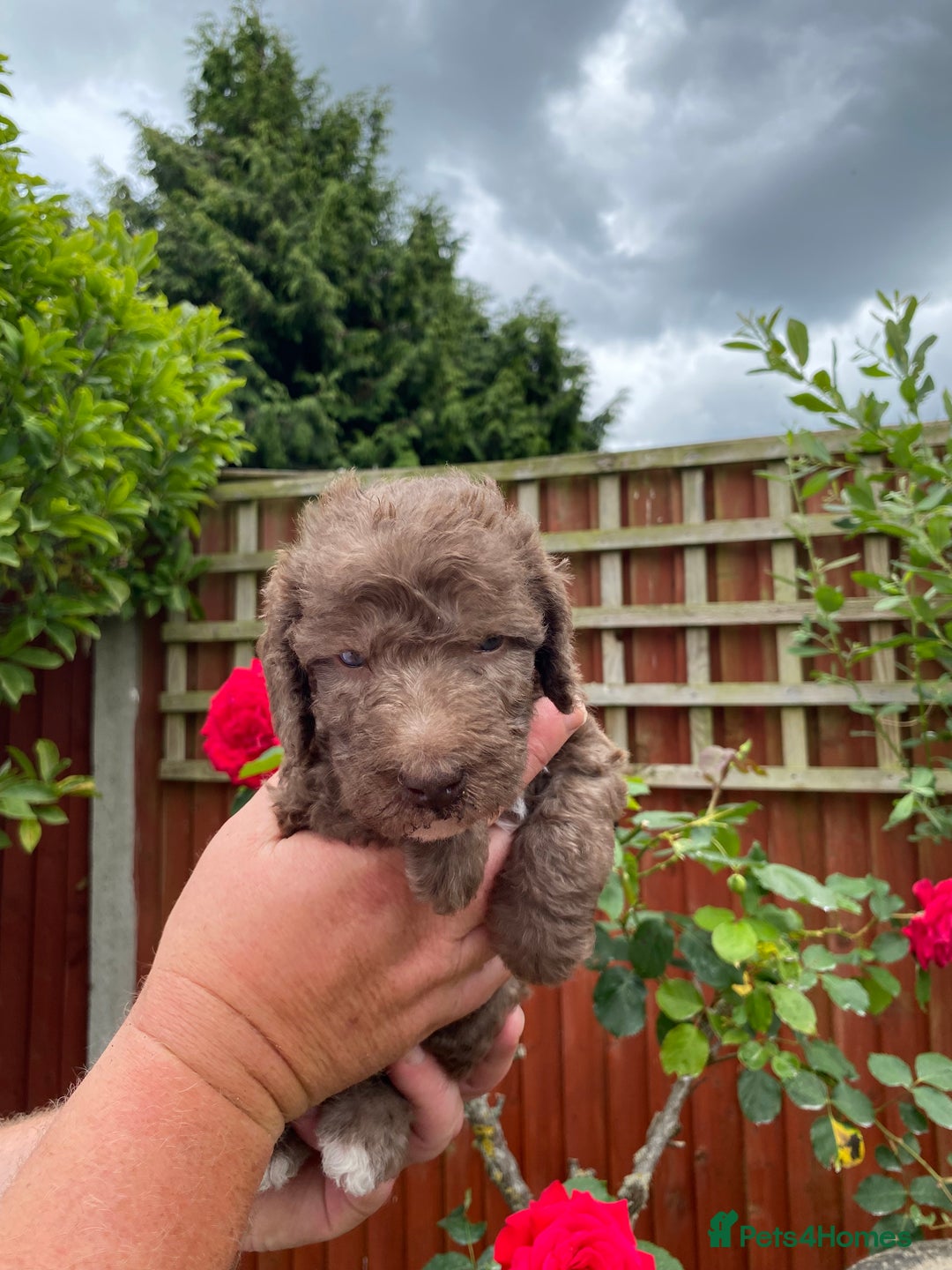 Bedlington Terrier dogs for sale: Bedlington Terrier puppies for sale in Hertford - Image 11