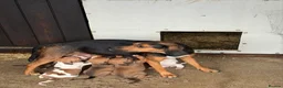 Mixed Breed dogs for sale: Beagle puppies  in Lifton - Advert 3