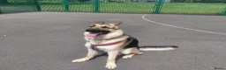 German Shepherd dogs for sale: Male German shepherd  in Leigh - Advert 4